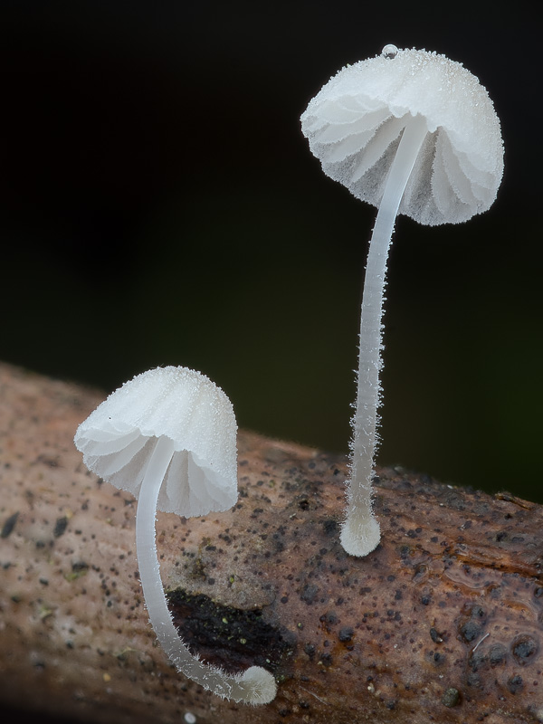 Mycena tenerrima